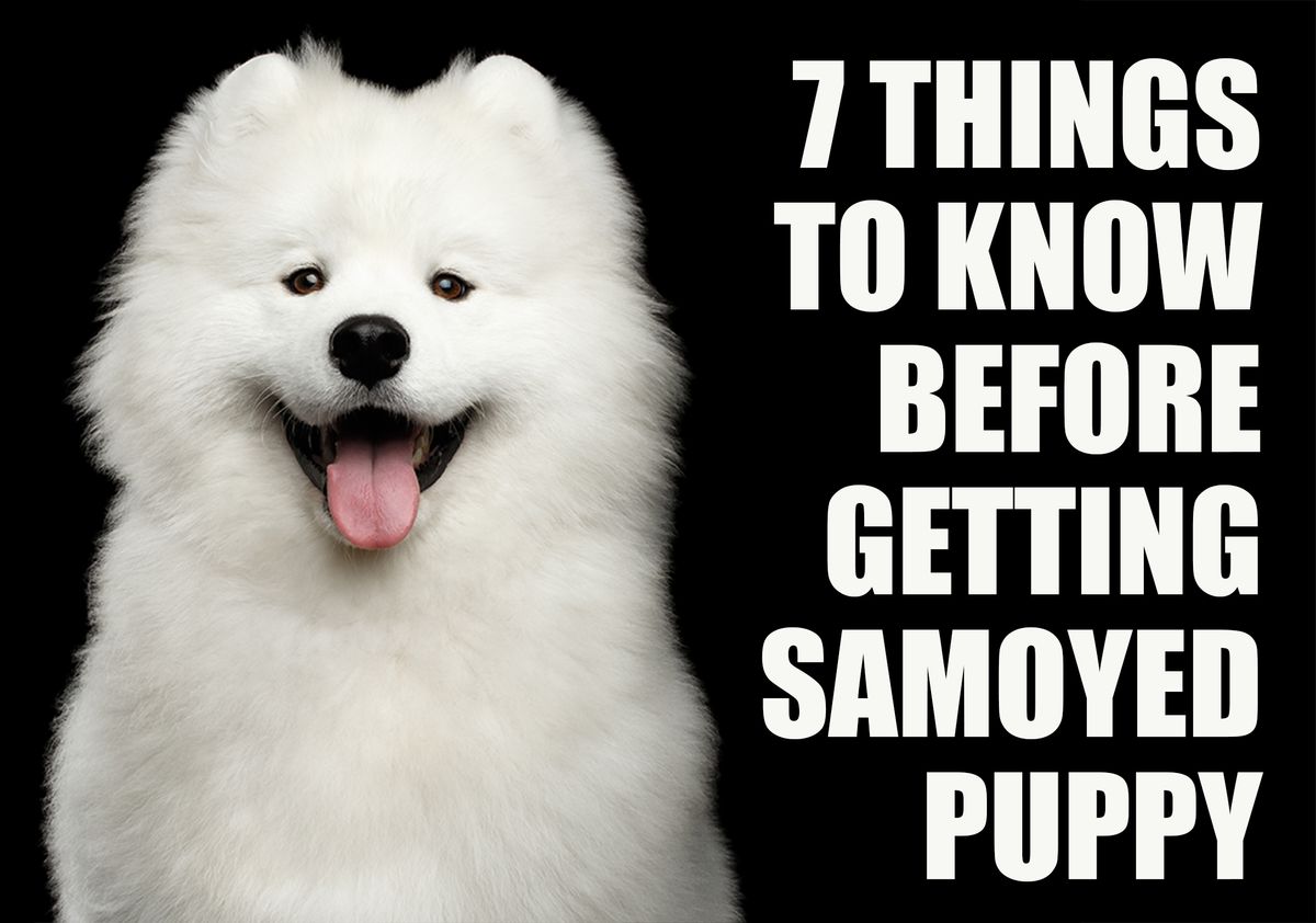 What You Should Know Before Bringing Home a Samoyed Puppy