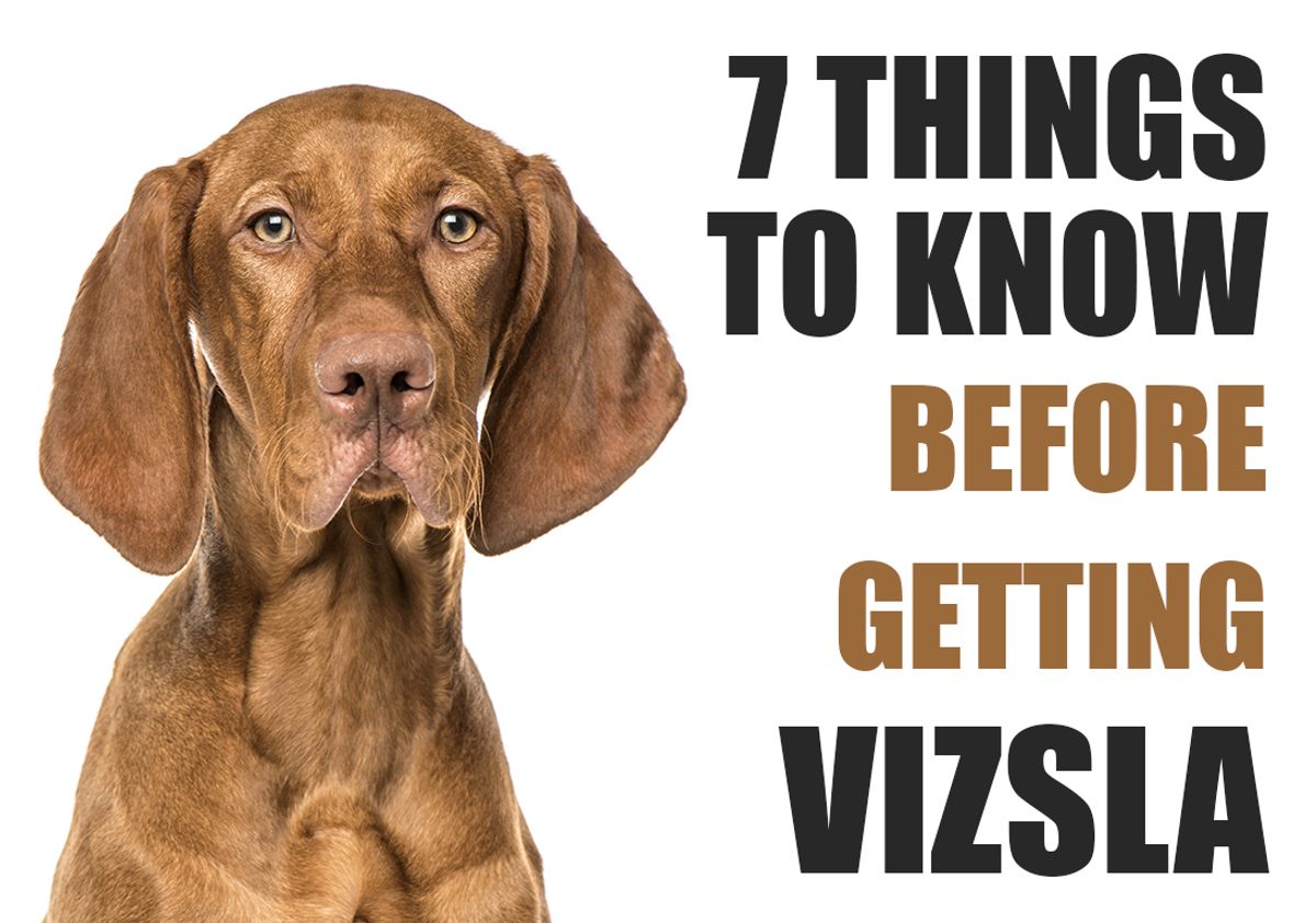 7 Things To Know Before Getting A Vizsla Dog