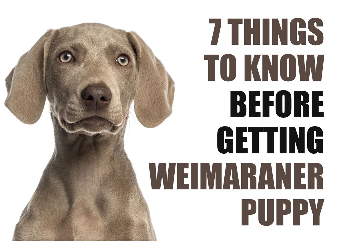 What You Should Know Before Adopting a Weimaraner Puppy