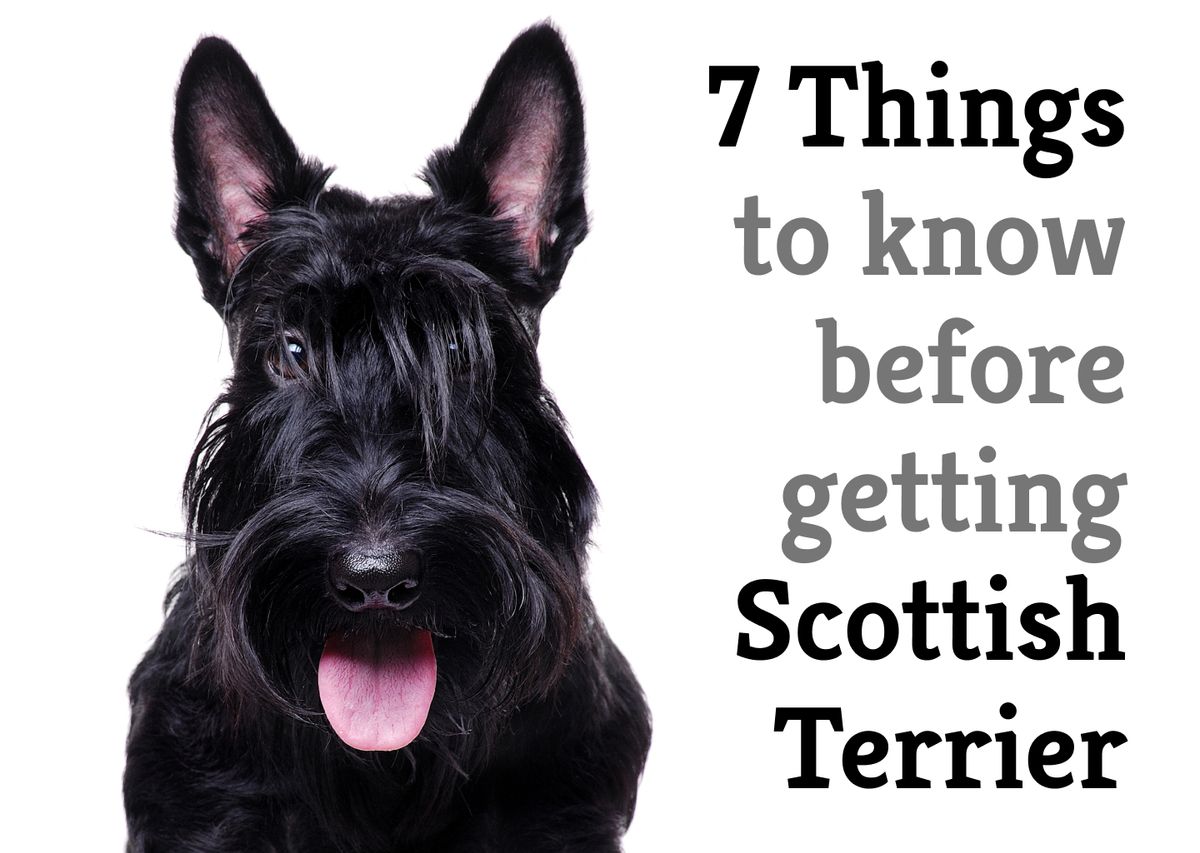 7 things you should know before getting a Scottish terrier