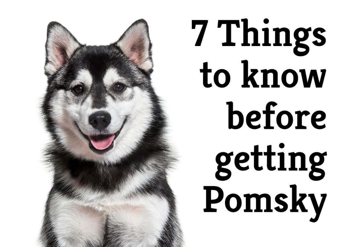 The 7 Pros and Cons of Owning a Pomsky Dog