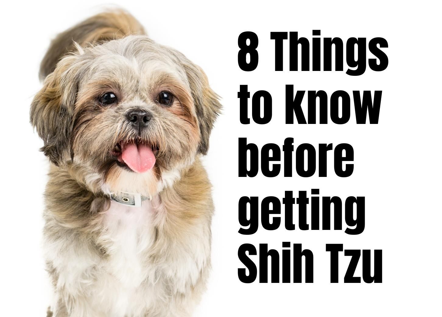 8 Important Facts to Know About the Shih Tzu