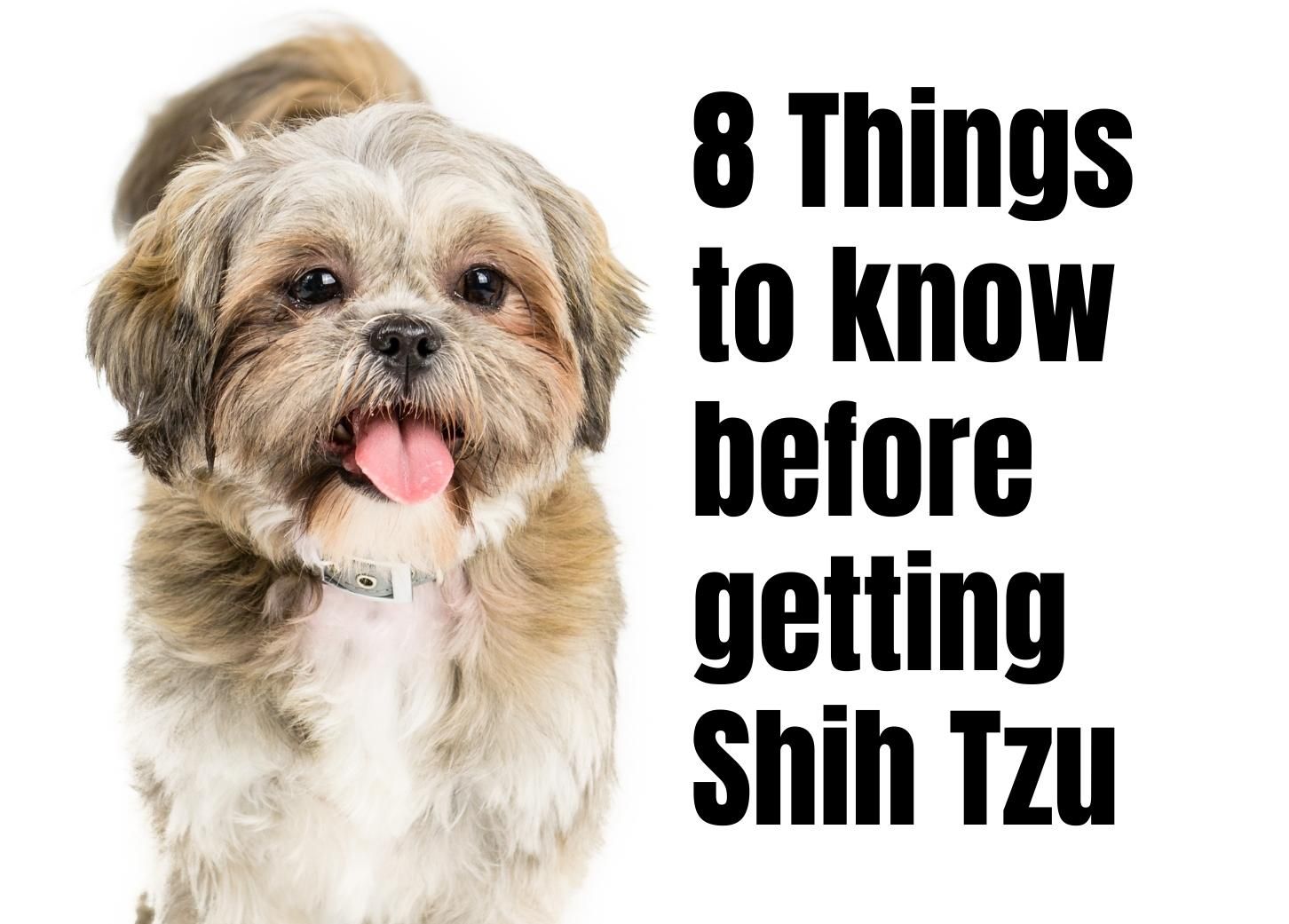 Shih Tzu Dogs The Complete Owners Guide From Puppy To Old Buying