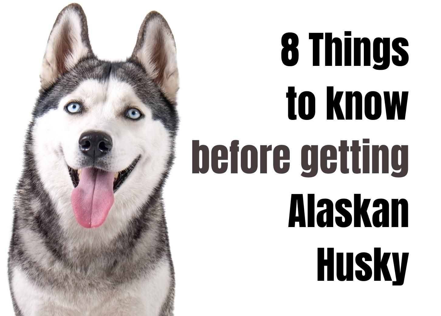 what does a alaskan husky look like