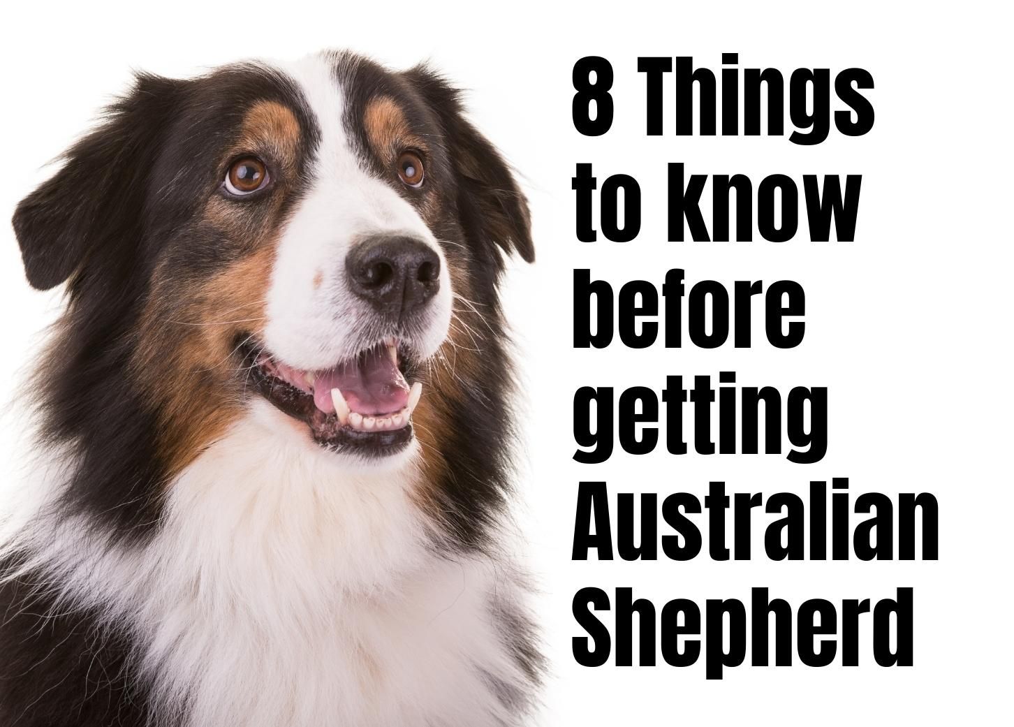 8 Key Points To Know About The Australian Shepherd