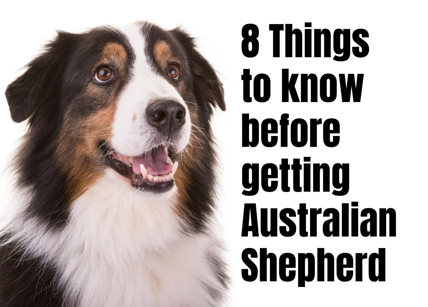 Understanding the Australian Shepherd: 8 Essential Facts