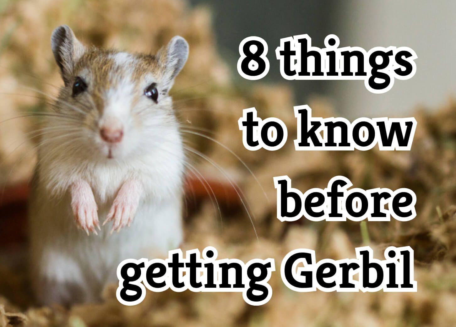 Consider These 8 Factors Before Adopting a Gerbil