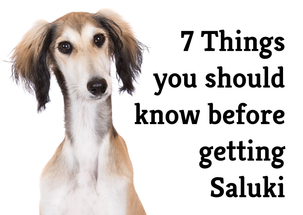 9 Special Traits of Saluki Dogs