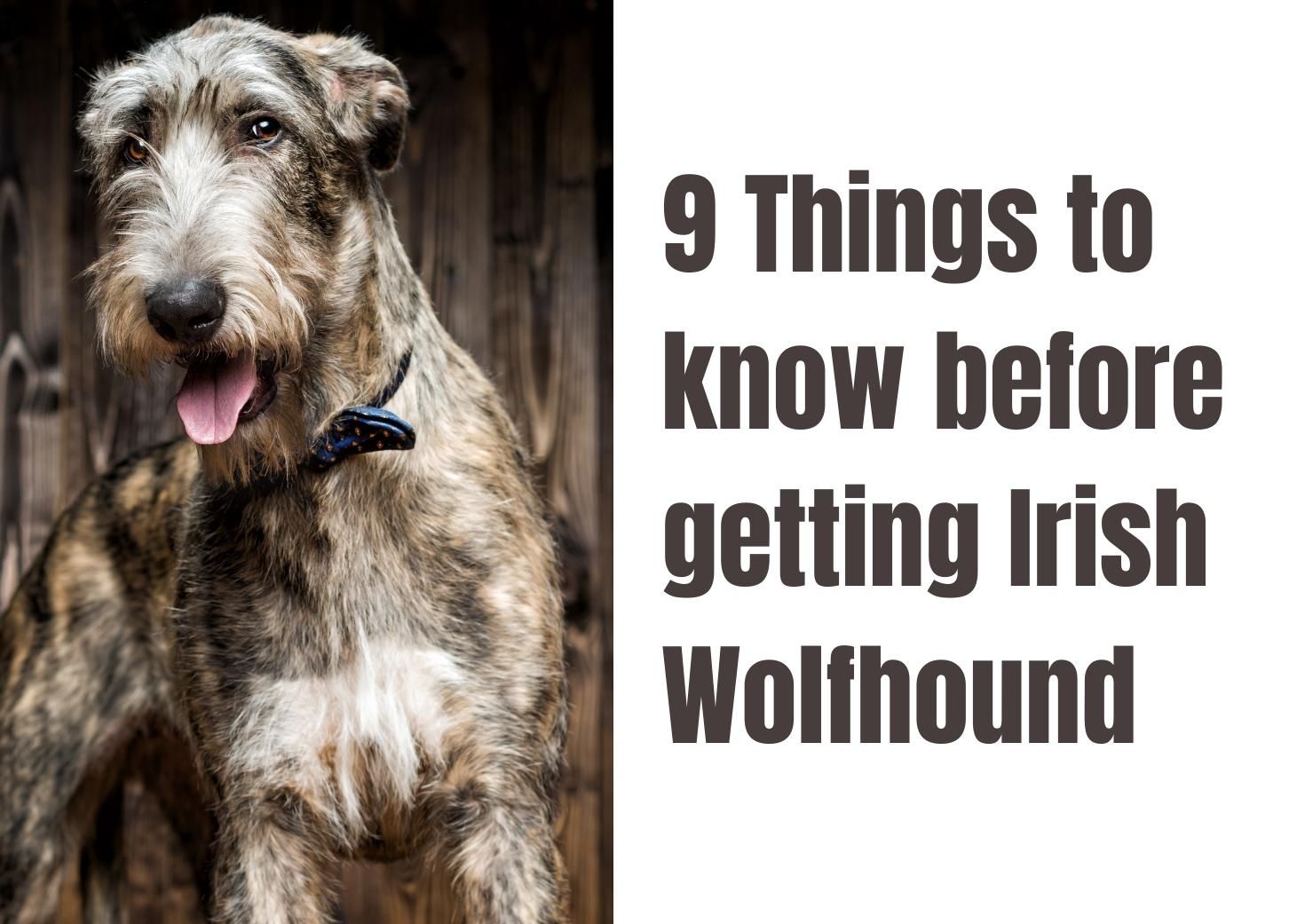 Discover 9 Interesting Facts About the Irish Wolfhound