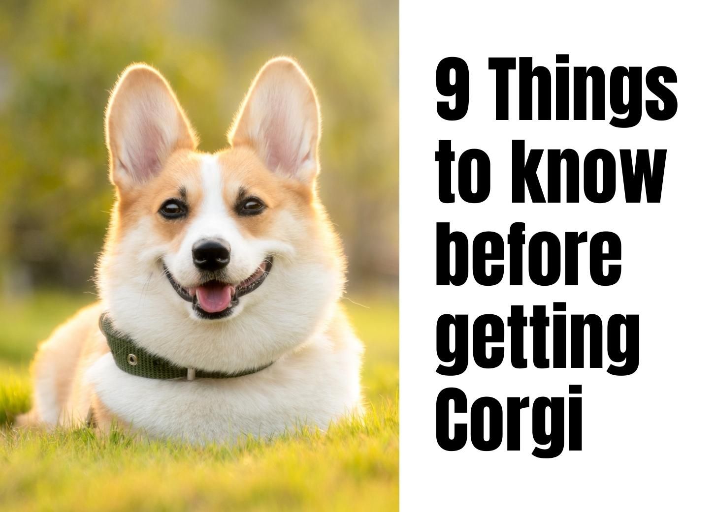 what you should know before getting a corgi