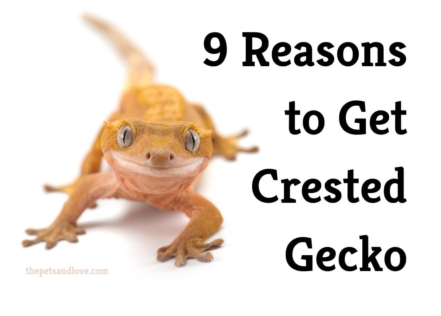 9 reasons why you should get a crested gecko as your pet 