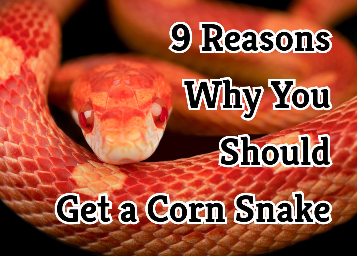 9 Reasons Why You Should Get a Corn Snake as Your Pet