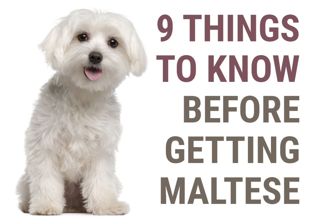 What You Should Know Before Adopting a Maltese Puppy