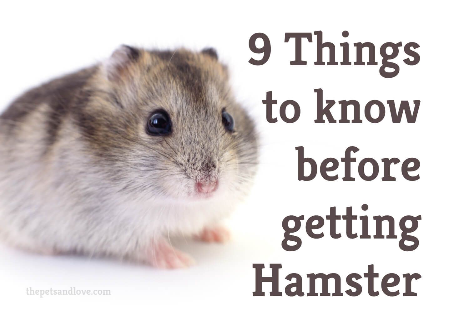 Consider these 9 factors before getting a pet hamster