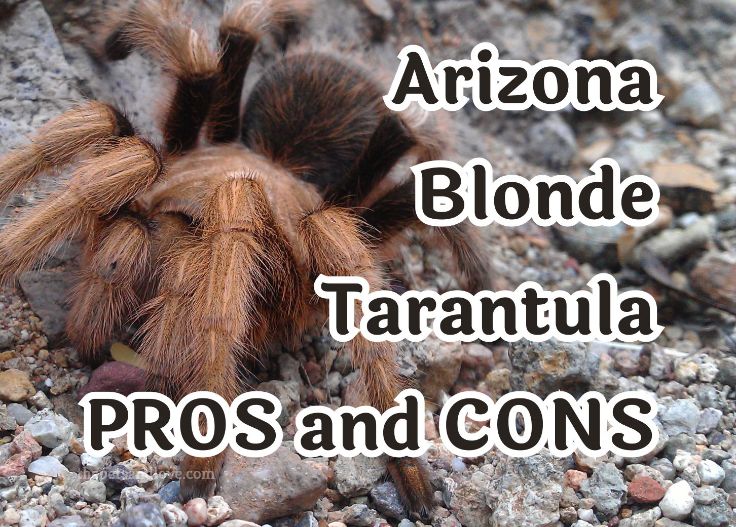 Consider these 9 factors before getting an Arizona Blonde Tarantula as a pet