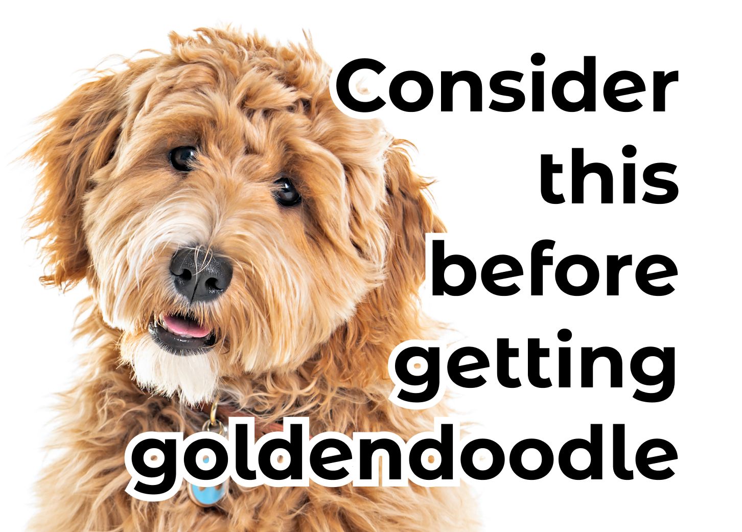 are goldendoodles good family pets