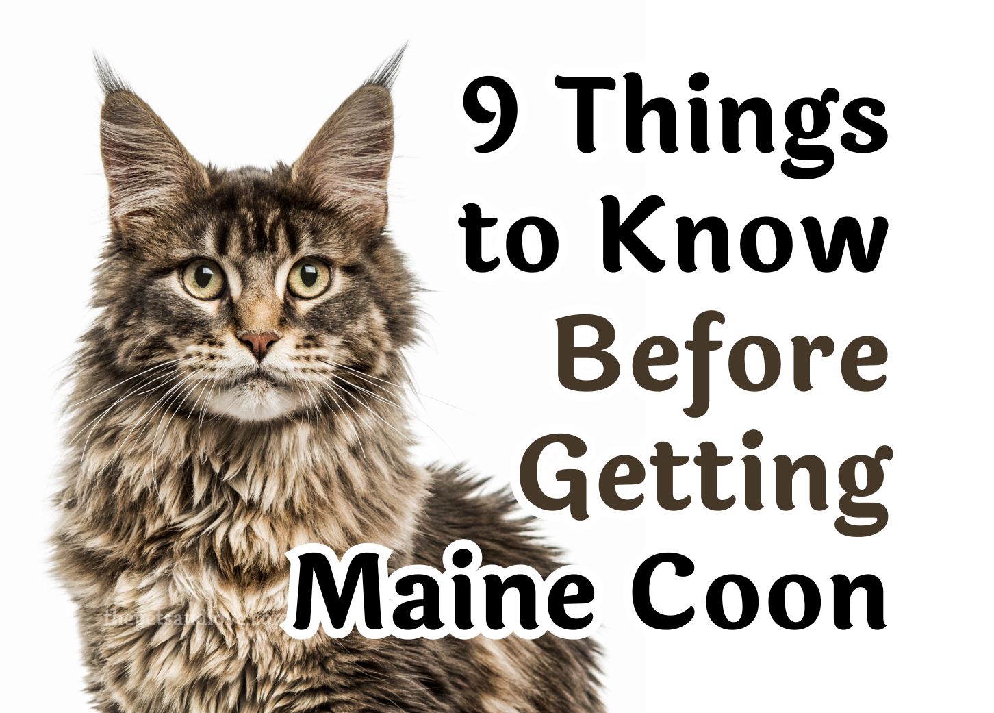 9 things to know before getting a Maine Coon