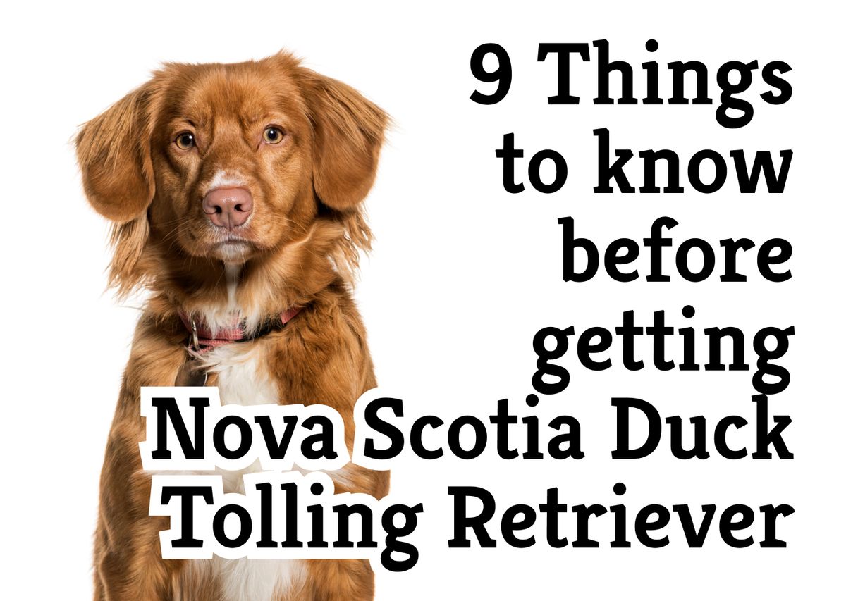 What to Know Before Getting a Nova Scotia Duck Tolling Retriever