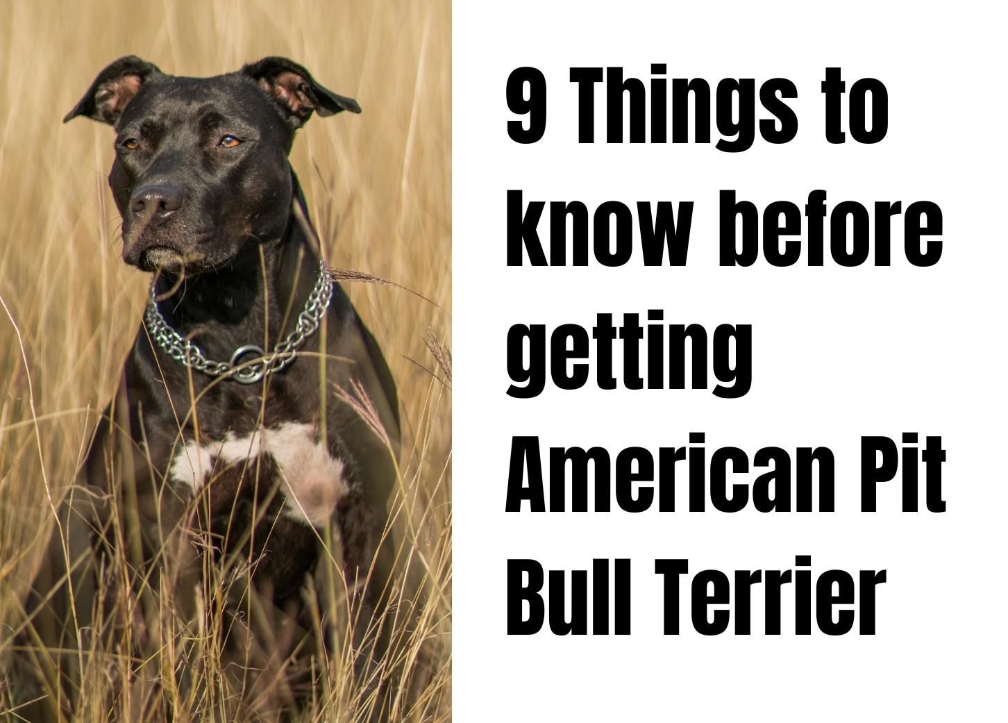 What You Should Know Before Getting an American Pit Bull Terrier