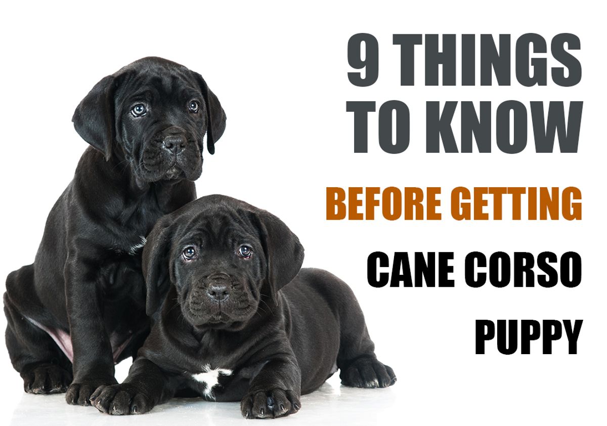 What You Should Learn Before Bringing Home a Cane Corso Puppy