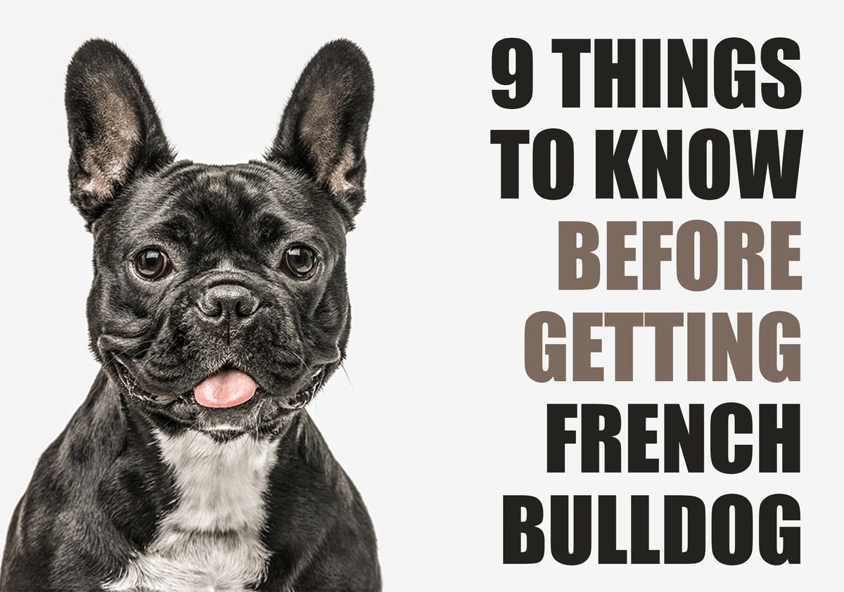 can french bulldog be left alone for 8 hours