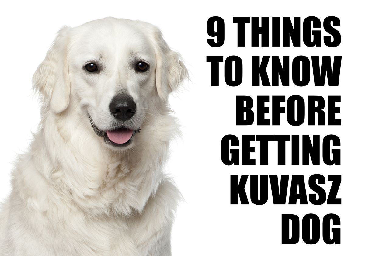 What You Should Know Before Adopting a Kuvasz Dog