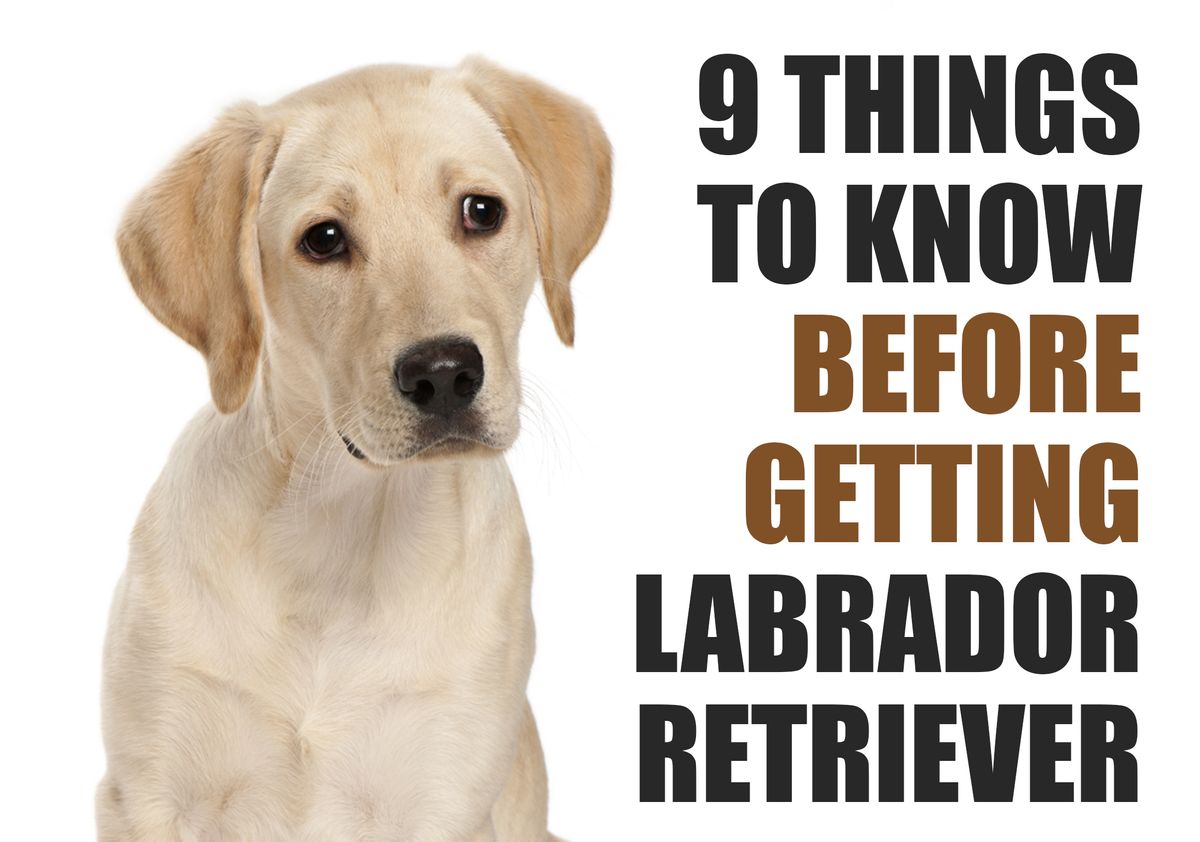 What You Should Know Before Getting a Labrador Retriever