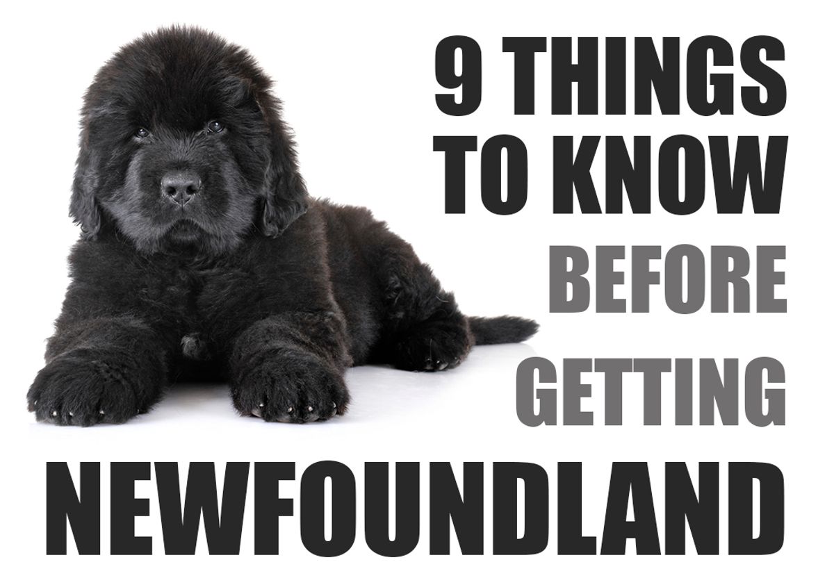 9 Things To Know Before Getting A Newfoundland Puppy