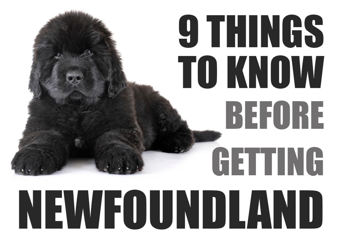 when should i neuter my newfoundland