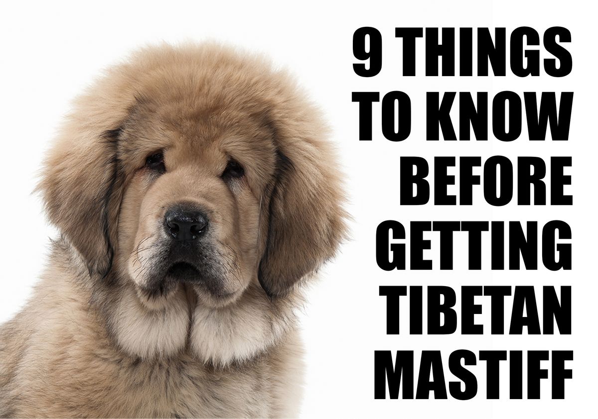 What You Should Know Before Getting a Tibetan Mastiff Puppy