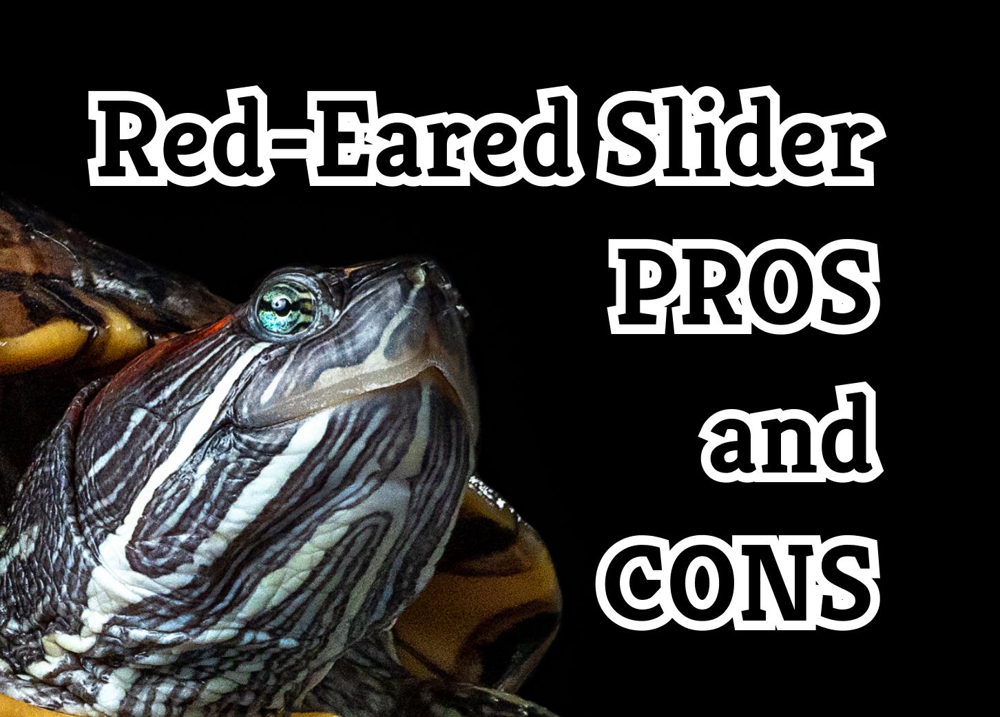 Understanding Red-Eared Slider Turtles: 9 Essential Facts