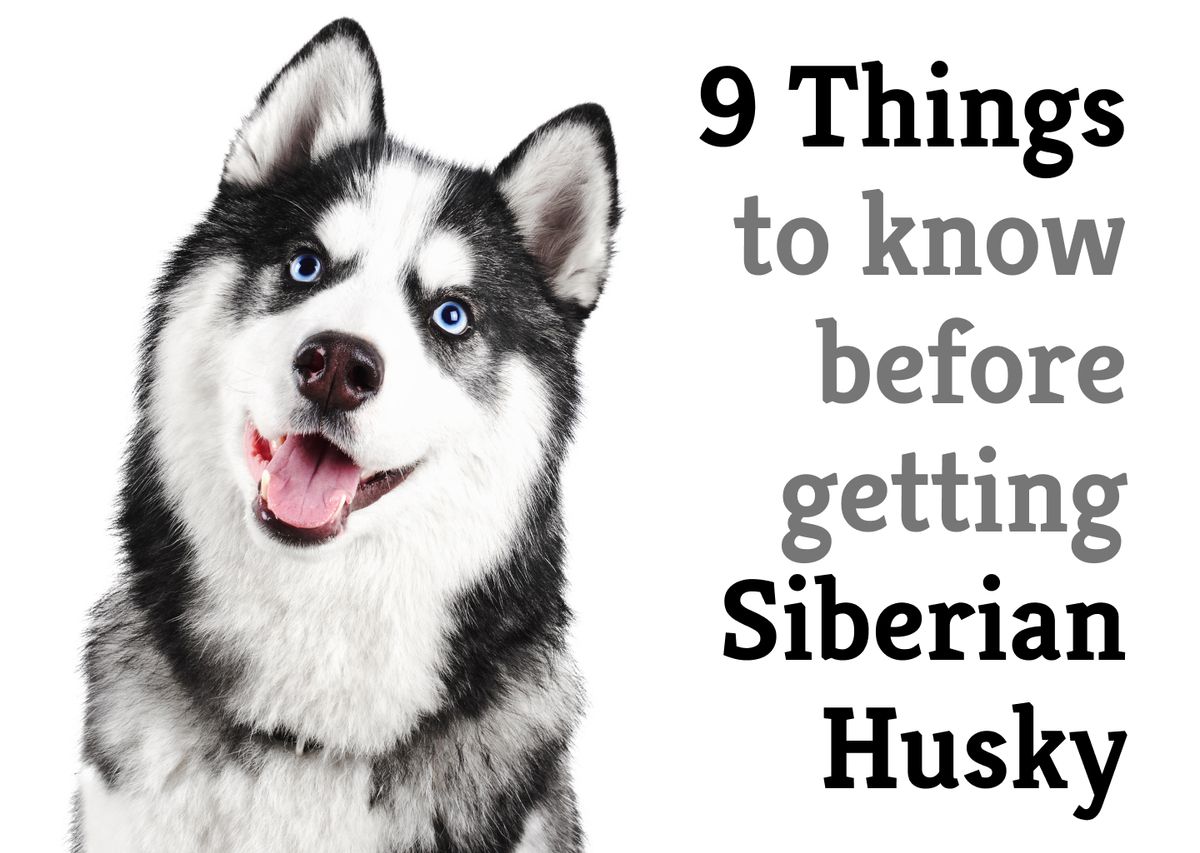 Essential Tips for Owning a Siberian Husky