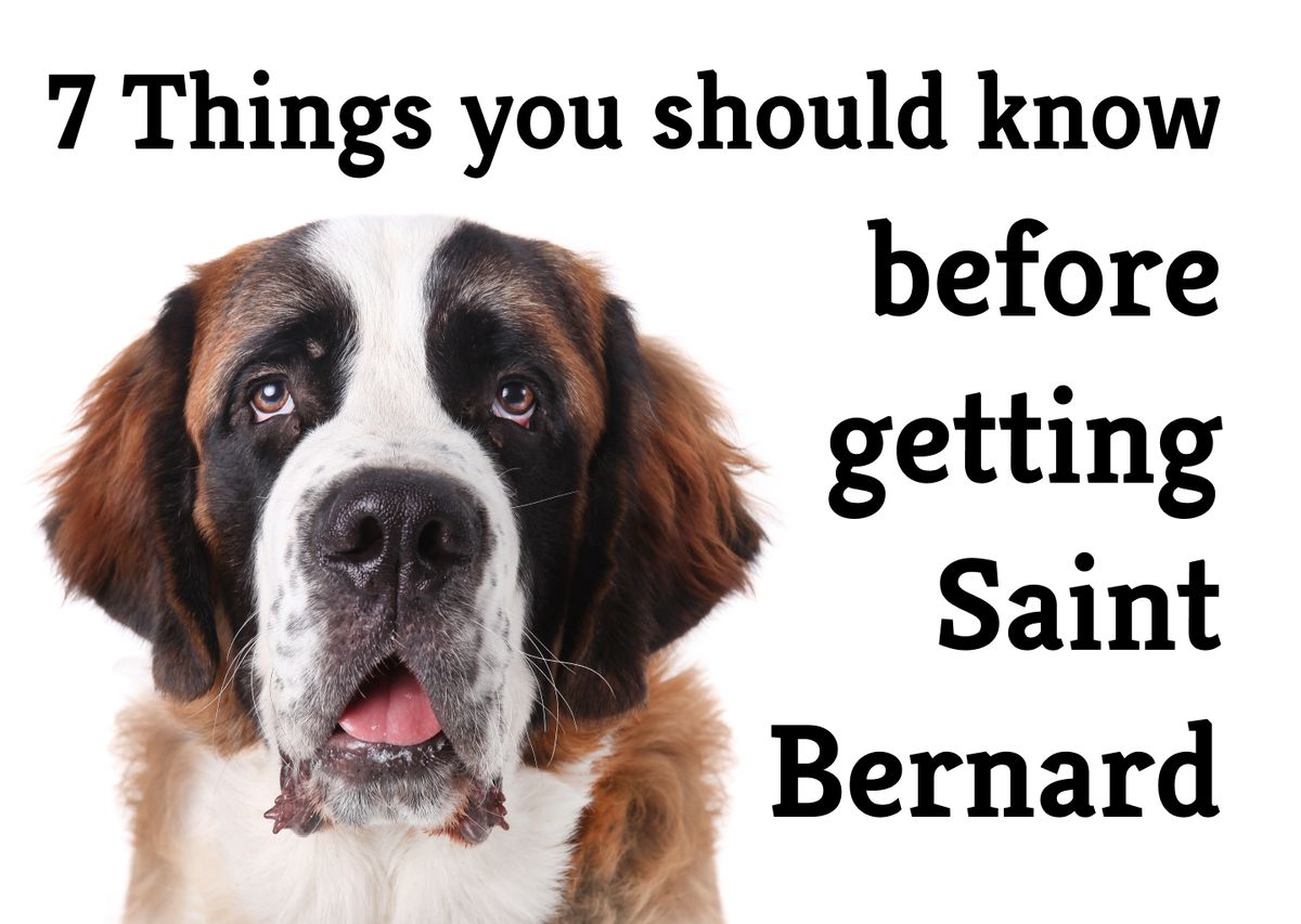 The 9 Ups and Downs of having a Saint Bernard as a family pet The 9 Ups and Downs of having a Saint Bernard as a family pet