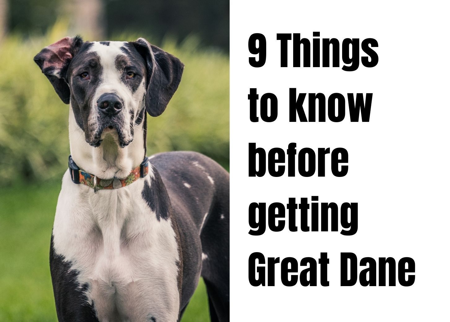 Great dane blowing coat sale