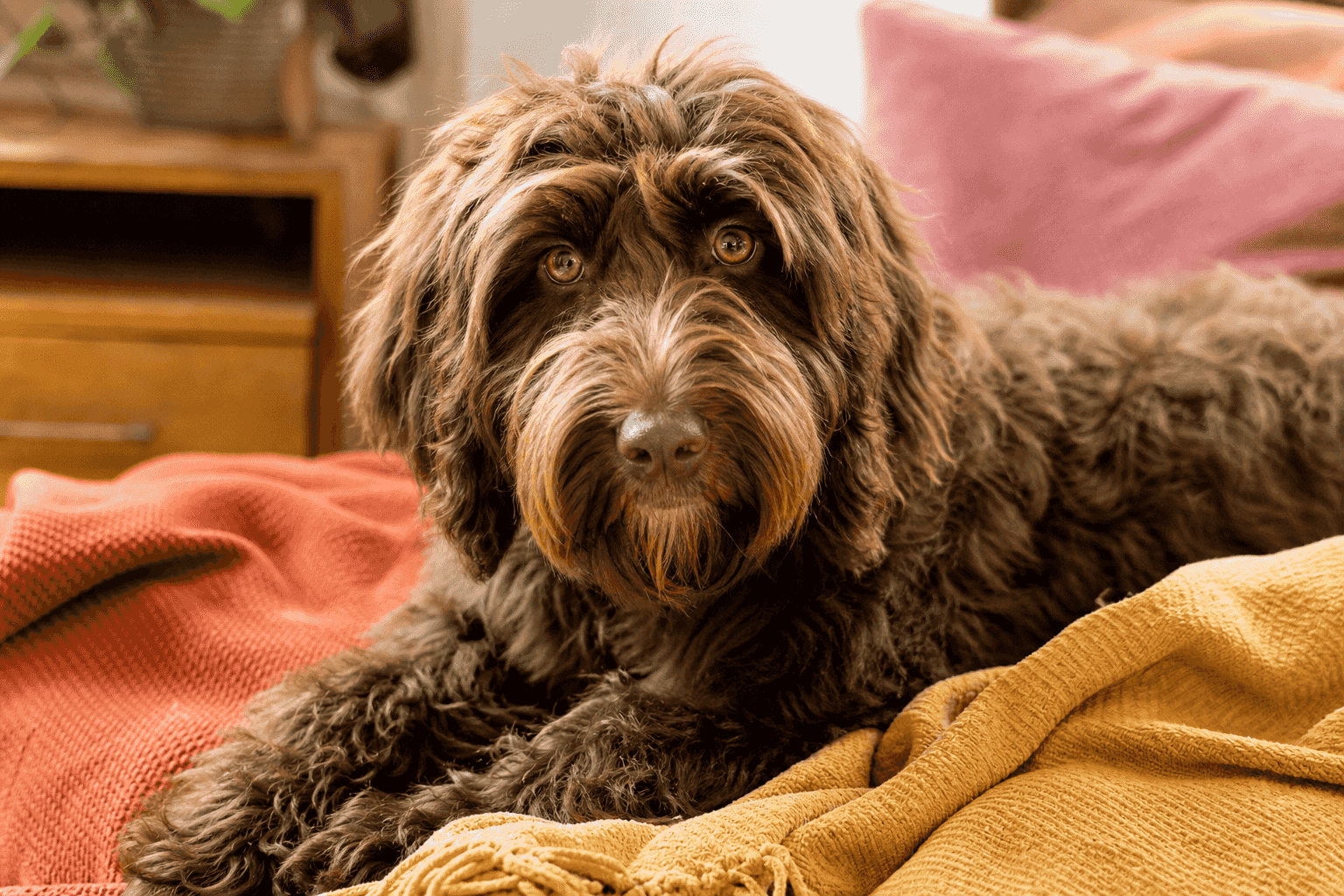 10 Essential Care Tips Every New Australian Cobberdog Owner Should Know