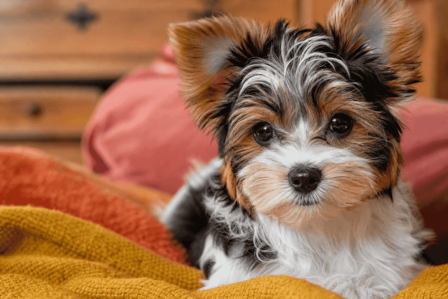 10 Things You Must Know Before Bringing Home a Biewer Terrier Puppy