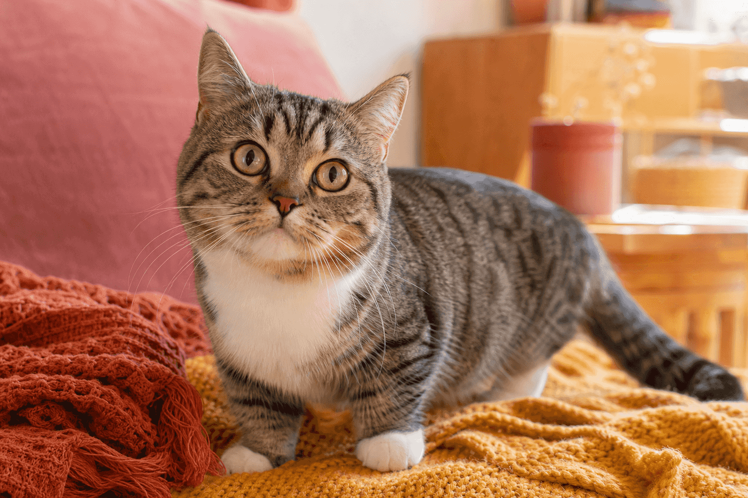 11 Things to Know Before Getting a Munchkin Cat