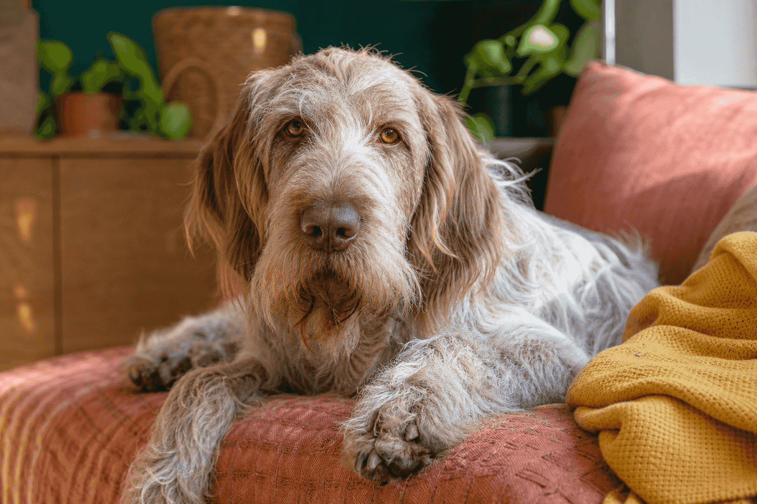 12 Essential Facts About Spinone Italianos That Every New Owner Should Know