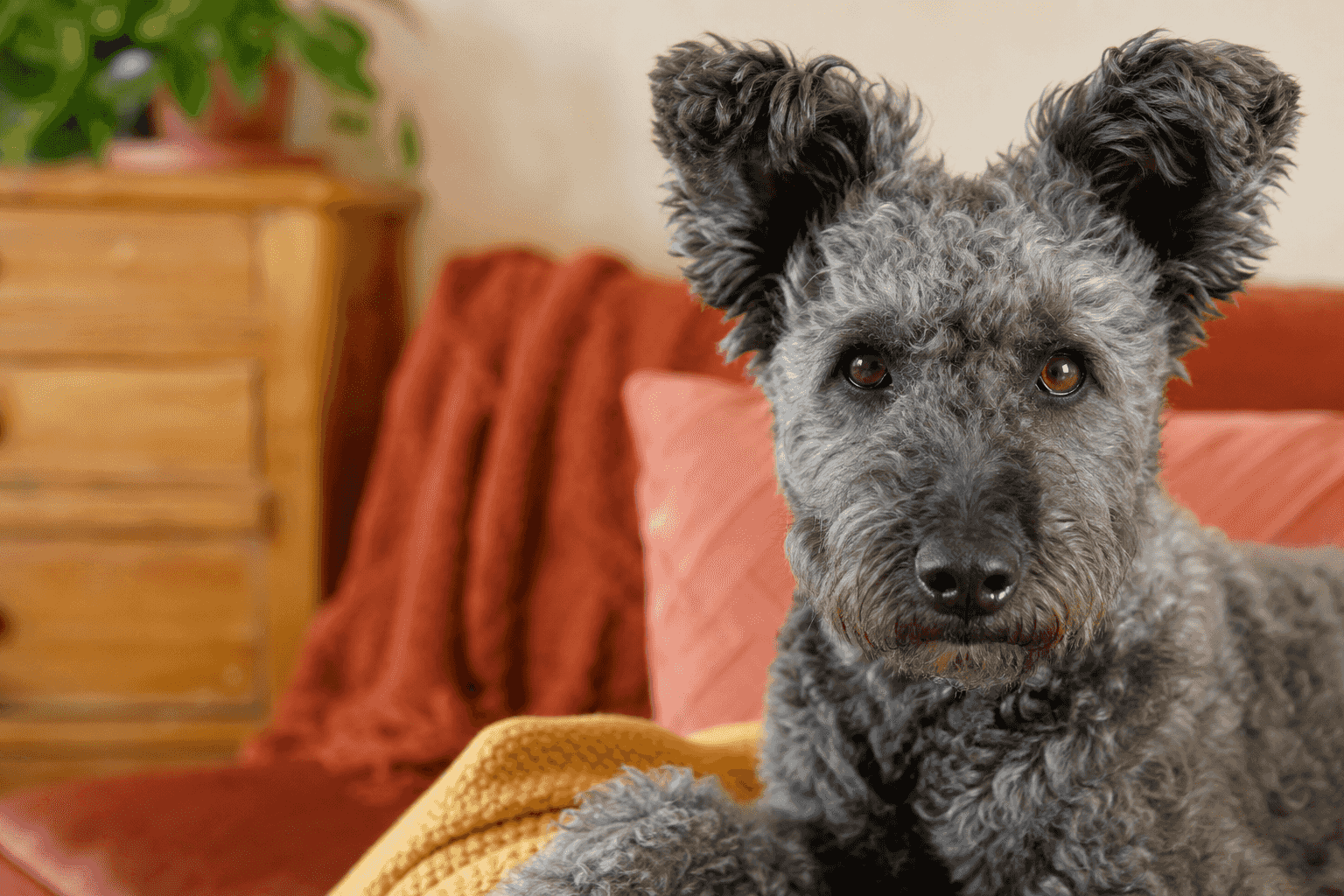 13 Essential Care Tips Every New Pumi Owner Should Know