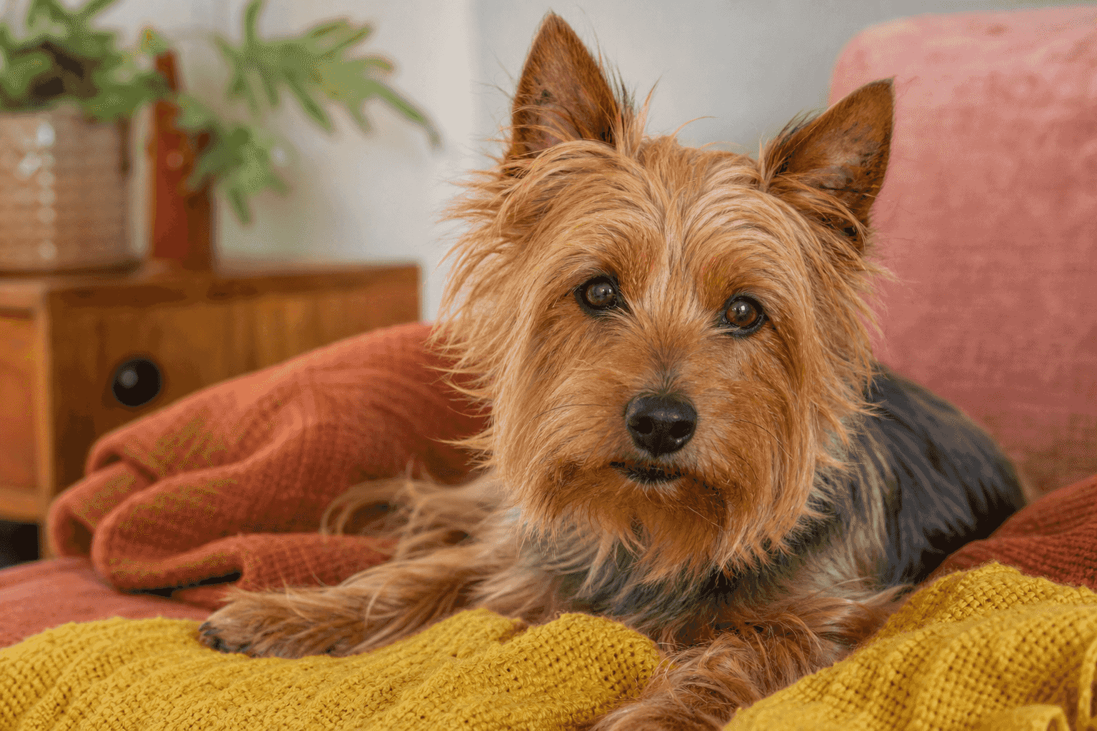 13 Essential Facts About Australian Terriers That Every New Owner Should Know