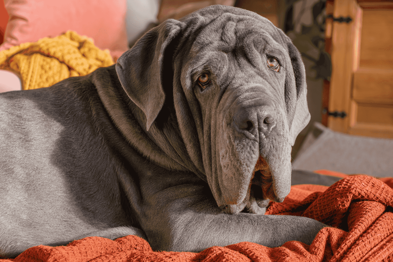 13 Essential Facts About Neapolitan Mastiffs That Every New Owner Should Know
