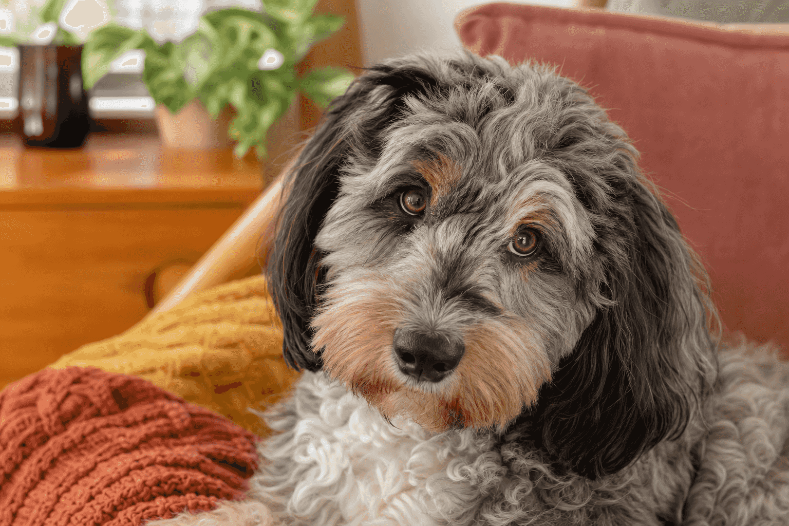 13 Important Factors to Consider Before You Adopt an Aussiedoodle