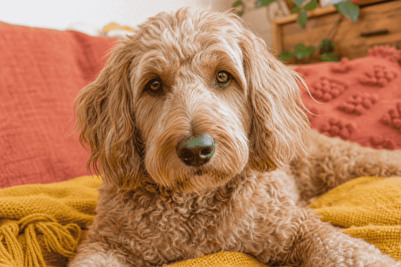 13 Important Factors to Consider Before You Adopt an Irish Doodle