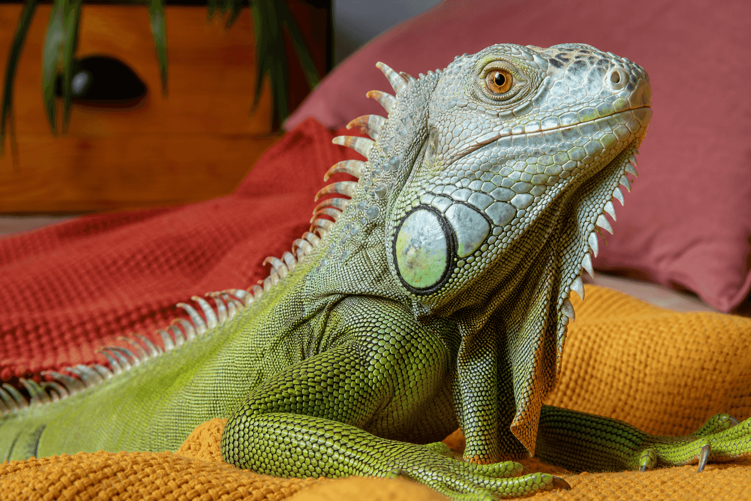 13 Things to Know Before Getting a Green Iguana
