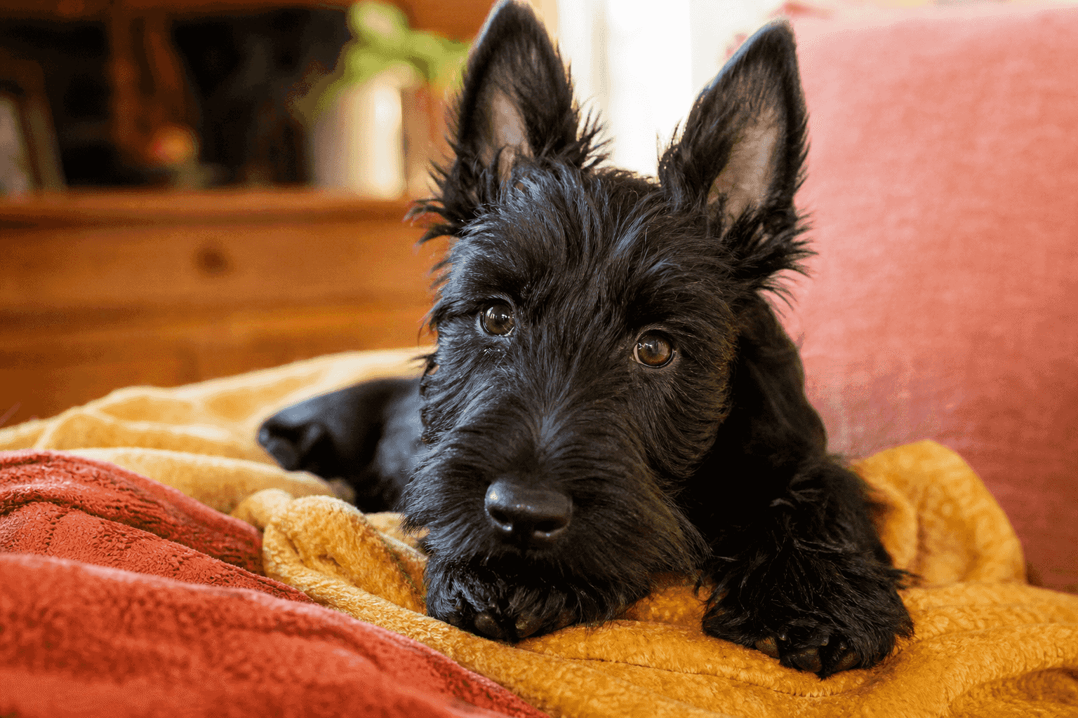 13 Things You Must Know Before Bringing Home a Scottish Terrier Puppy