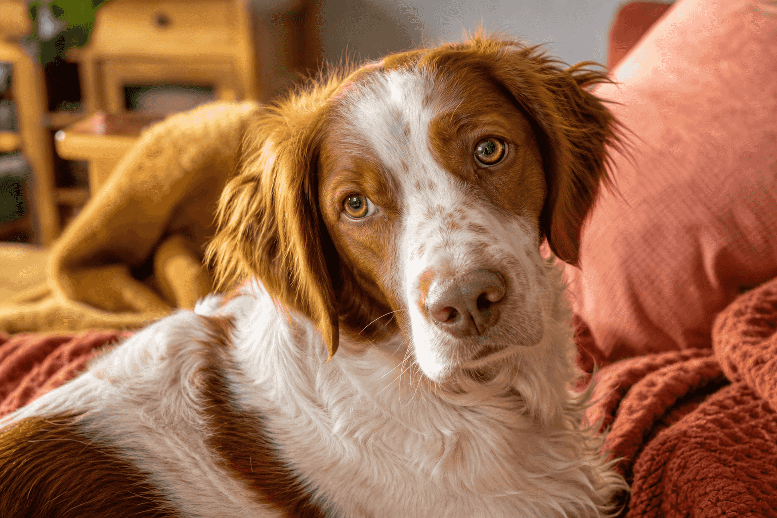 15 Essential Facts About Brittanys That Every New Owner Should Know