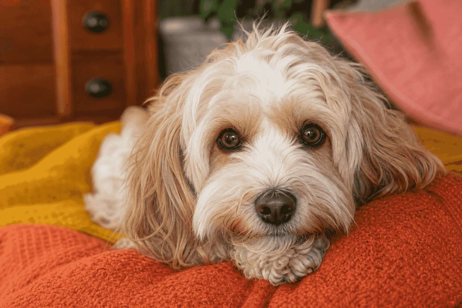 15 Important Factors to Consider Before You Adopt a Cavachon
