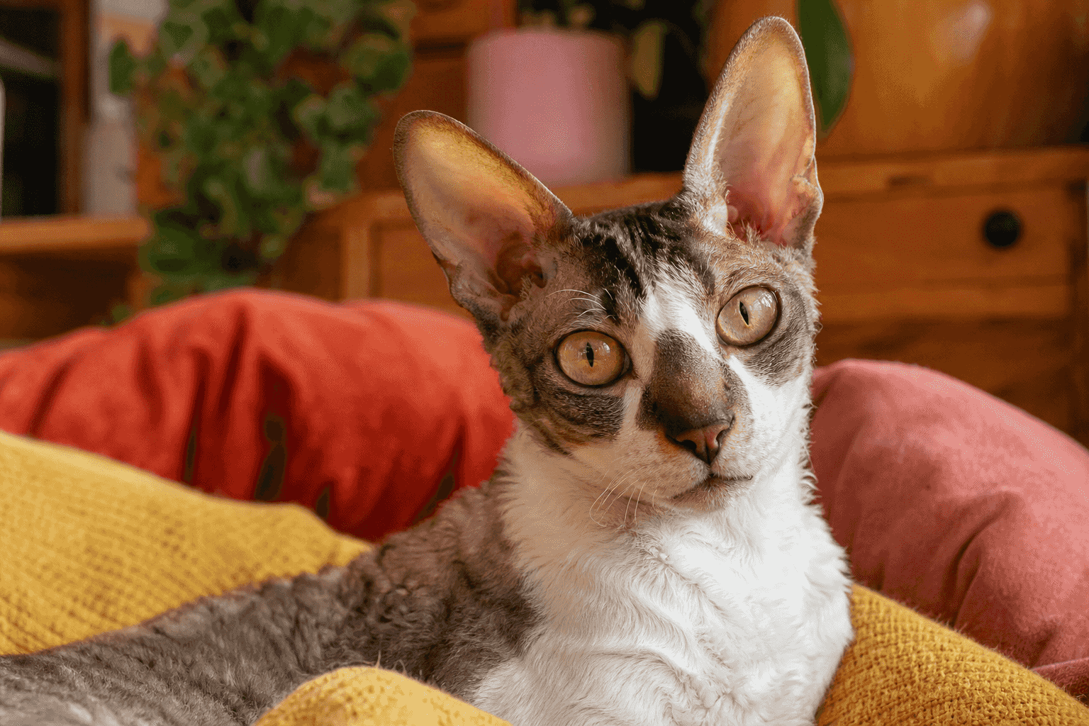 15 Things to Know Before Getting a Cornish Rex