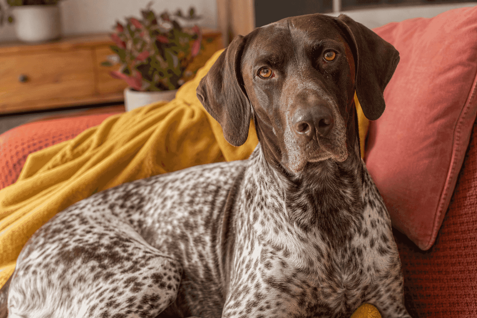 15 Things to Know Before Getting a German Shorthaired Pointer