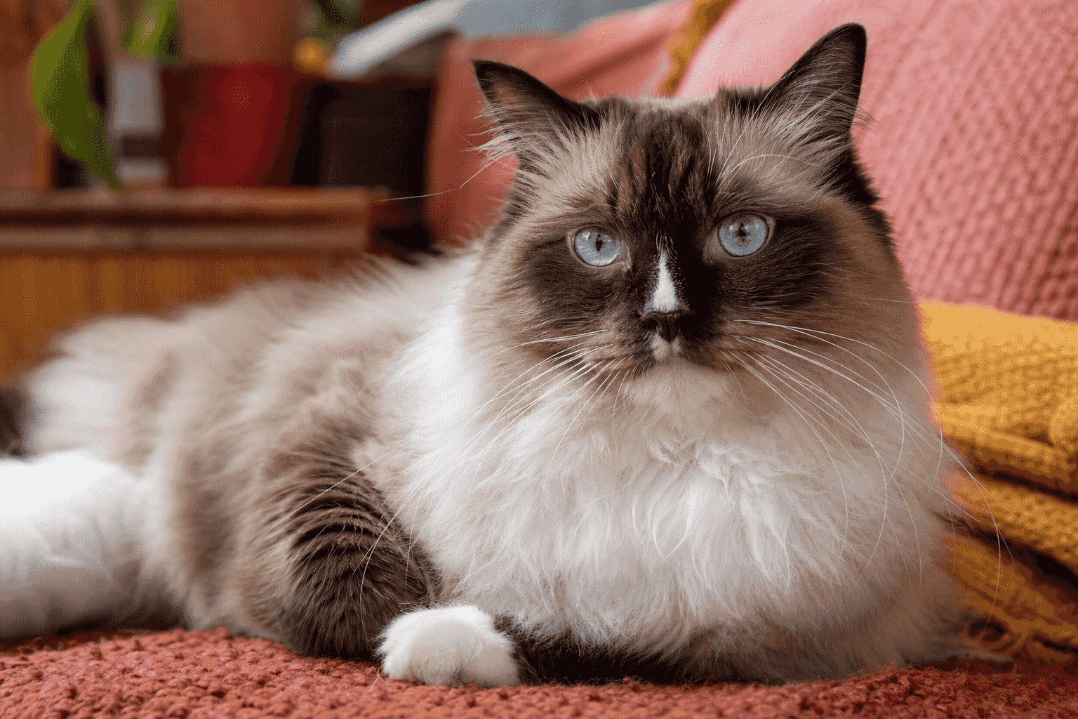 15 Things to Know Before Getting a Ragdoll Cat